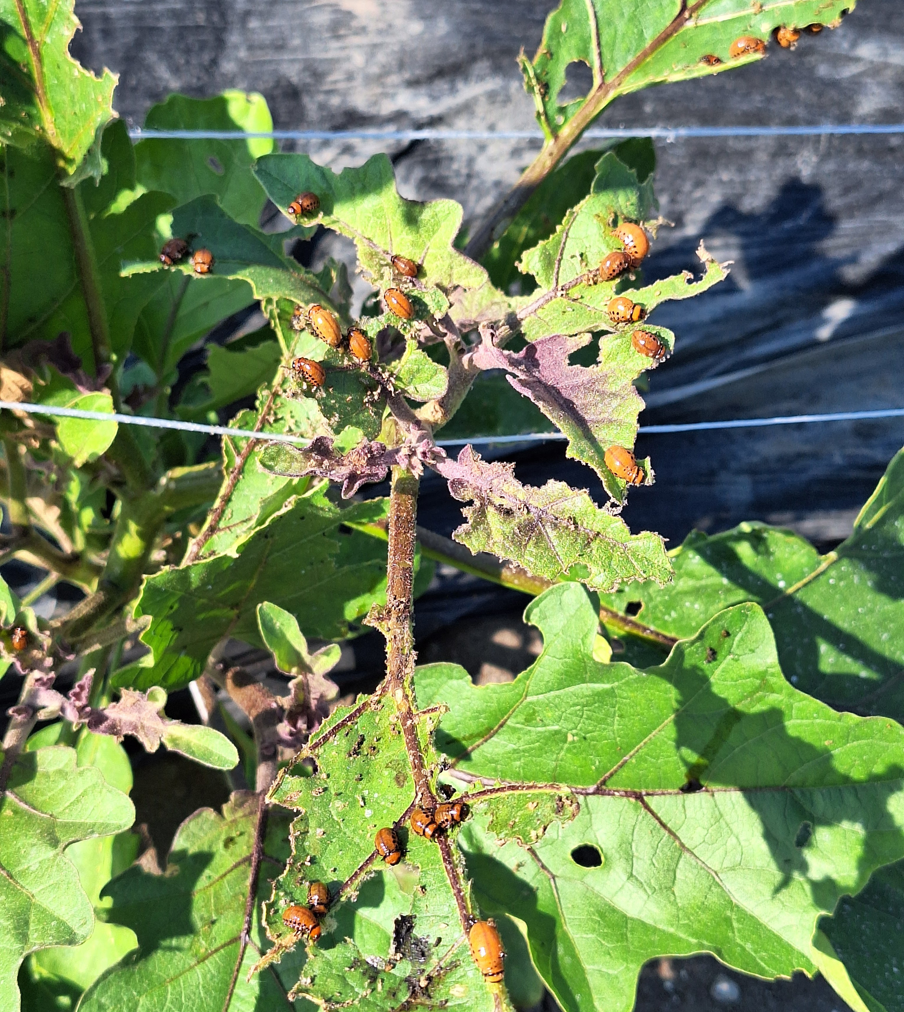 Colorado potato beetle larvae munching on eggplant